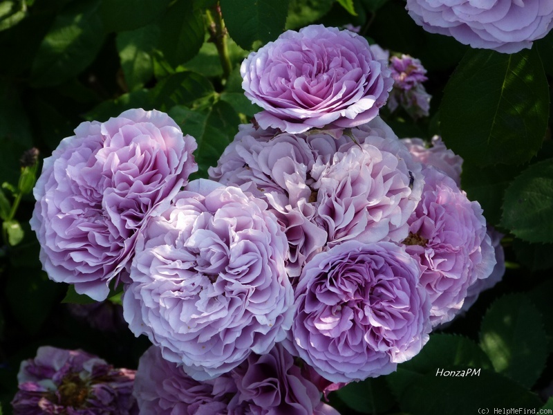 'Lavender Ice ®' rose photo