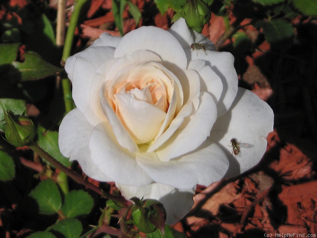 'Hettie' rose photo