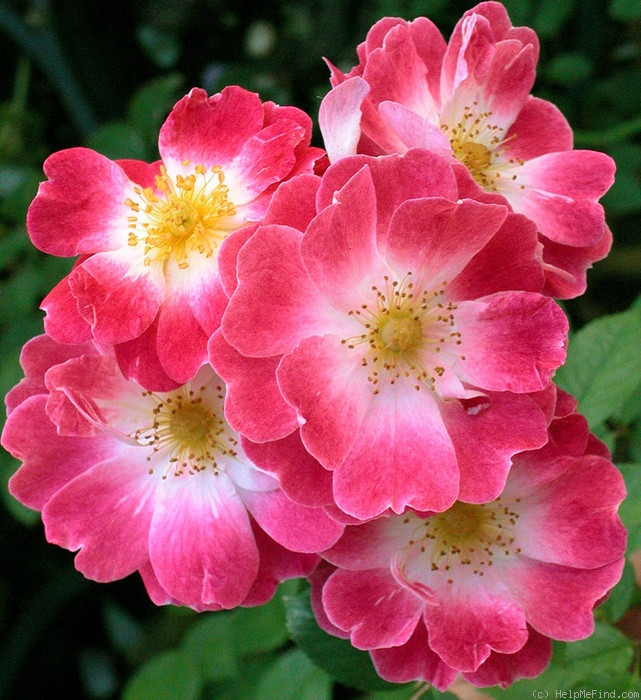 'Greetings ™ (shrub, Zary, 1997)' rose photo