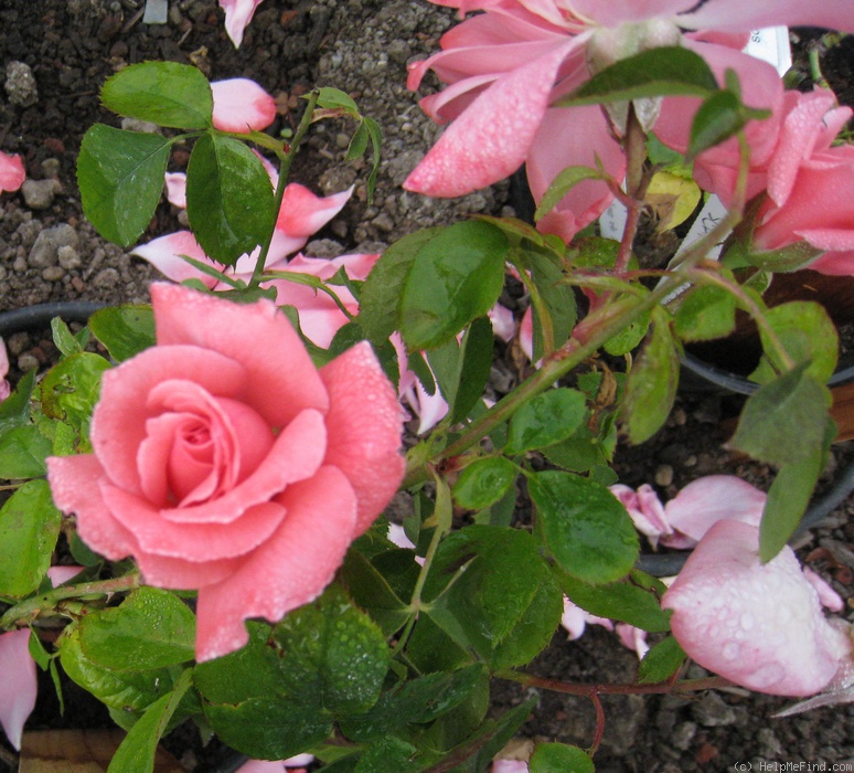 'Sonoma' rose photo