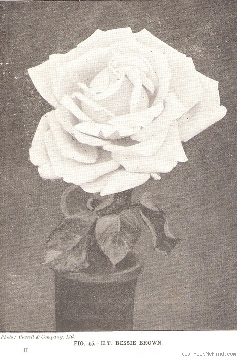 'Bessie Brown' rose photo