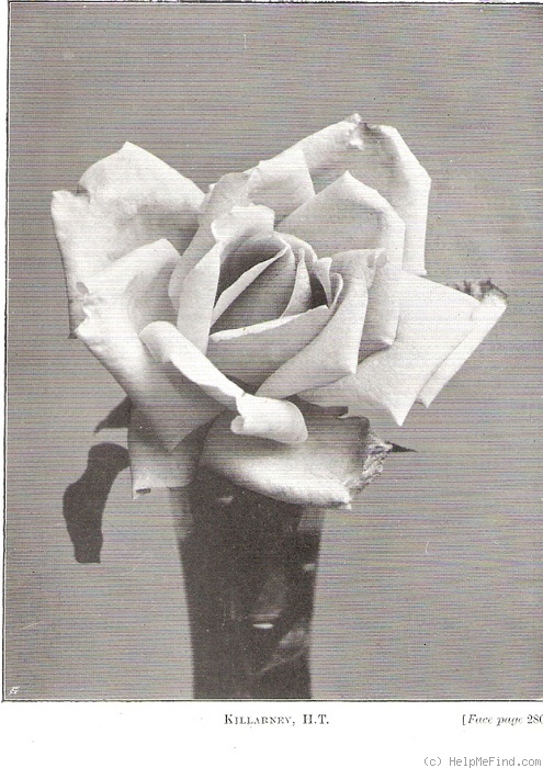'Killarney' rose photo