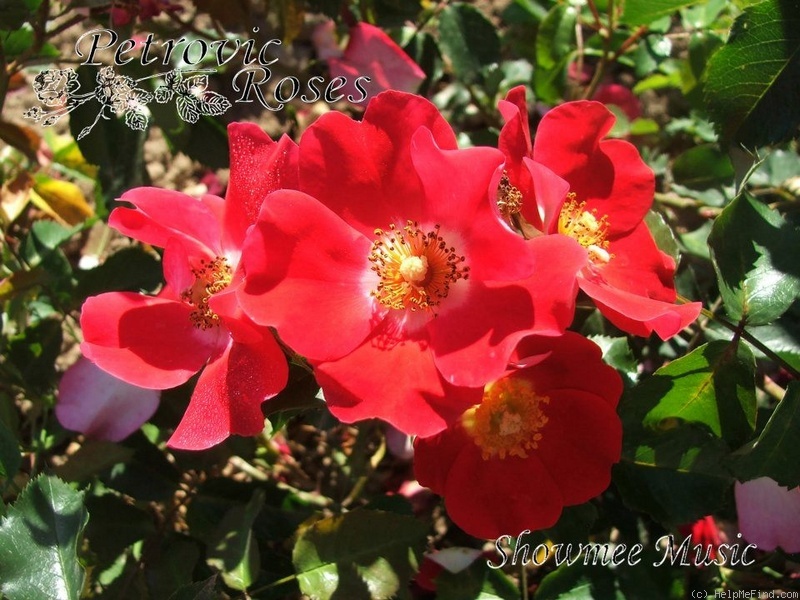 'Showmee Music' rose photo