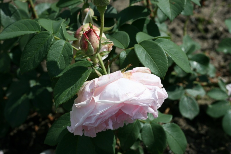 'Madame Ballu' rose photo