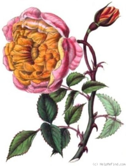 'Ophirie' rose photo