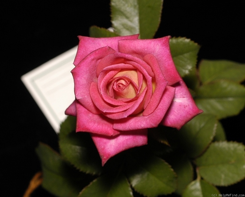 'Edisto' rose photo