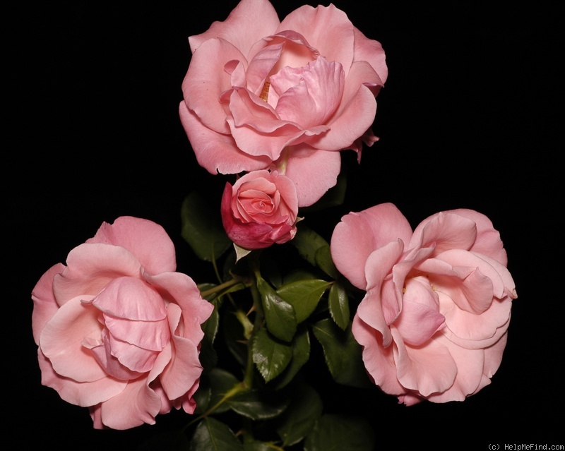 'Vera Dalton' rose photo