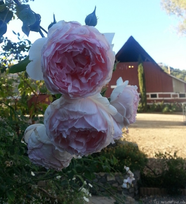 'The Wedgewood Rose' rose photo