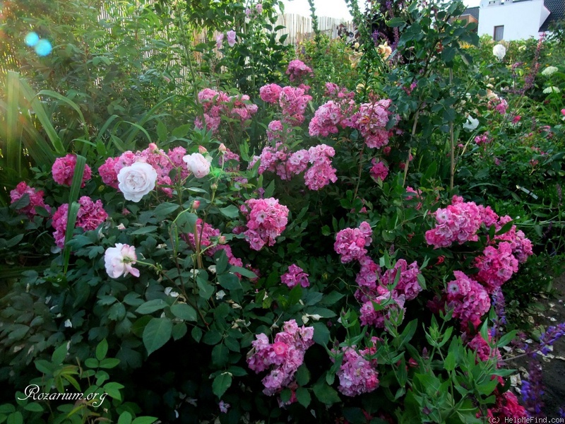 'Robin Hood (hybrid musk, Pemberton, 1927)' rose photo