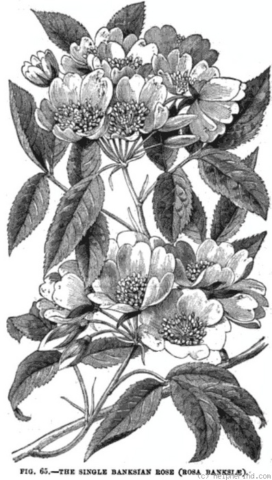 'Rosa banksiae lutea simplex' rose photo