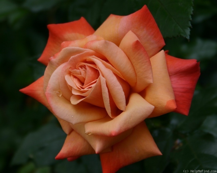 'Remember Me ® (hybrid tea, Cocker, 1979)' rose photo