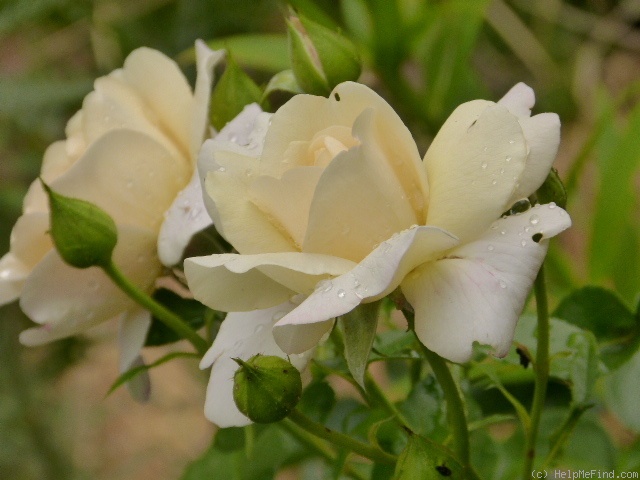 'Hermann-Hesse-Rose ®' rose photo