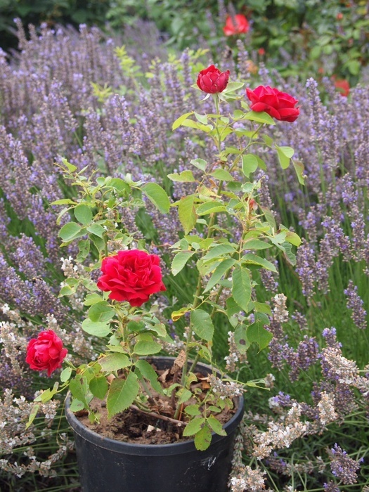 'Louis van Houtte (hybrid perpetual, Lacharme 1869)' rose photo