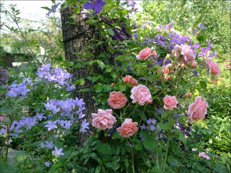 'Alibaba ®' rose photo