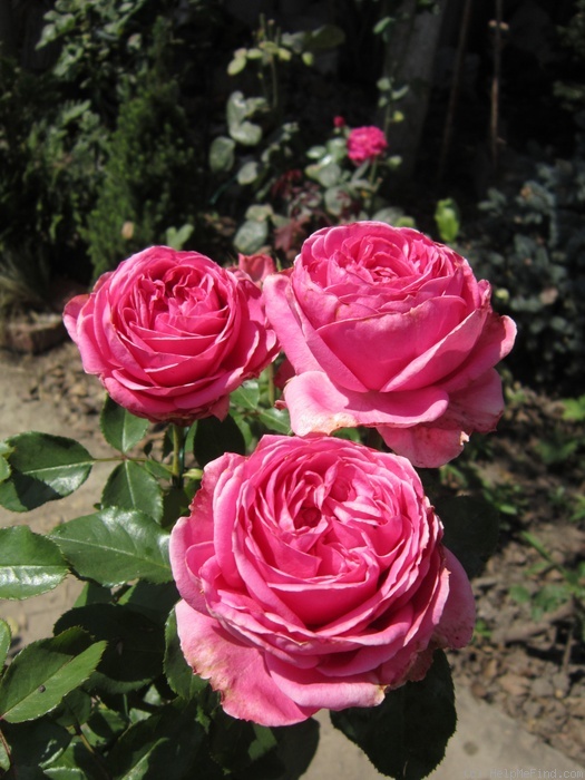 'Auguste Renoir ®' rose photo