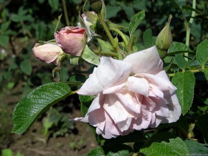 'Marga' rose photo
