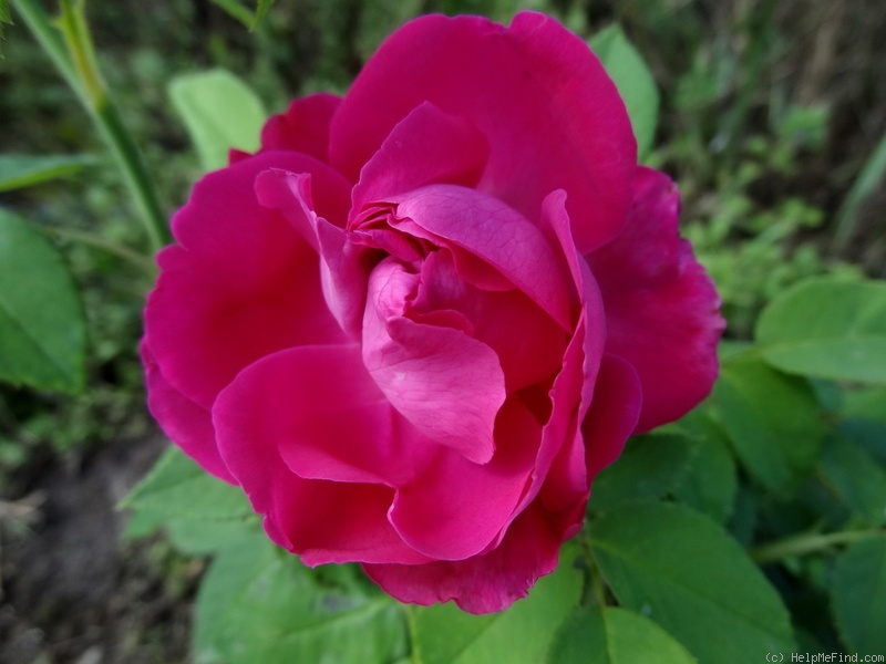'Baron J.B. Gonella' rose photo