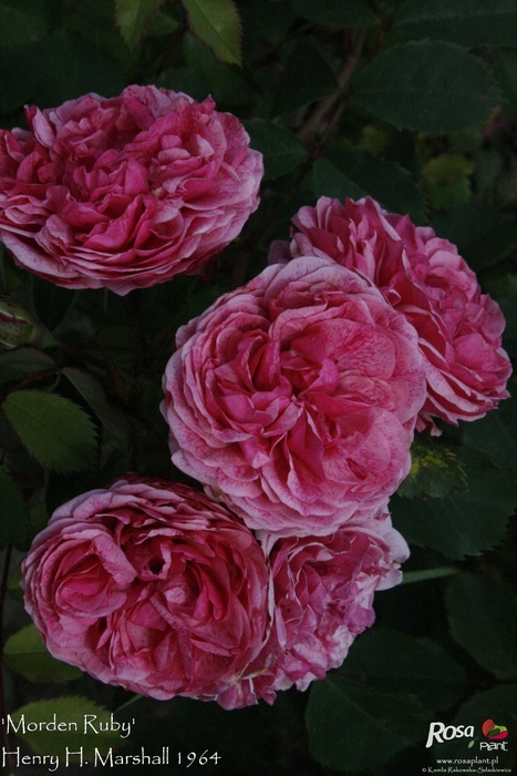 'Morden Ruby' rose photo