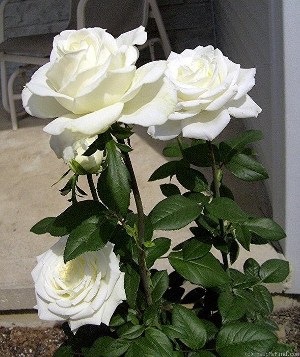 'The Great White' rose, click to enlarge 'The Great White' rose photo