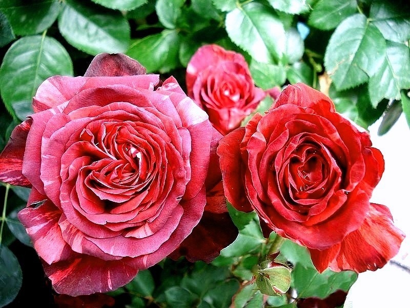 'Yannick Noah ®' rose photo