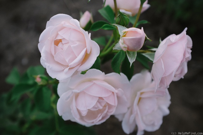 'Pretty Lady ™ (floribunda, Scrivens before 1991)' rose photo