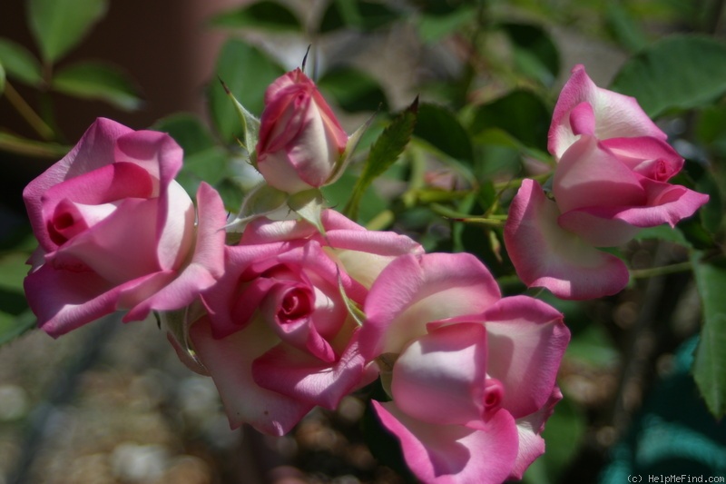 'Joy (miniature, Clemons 2007)' rose photo