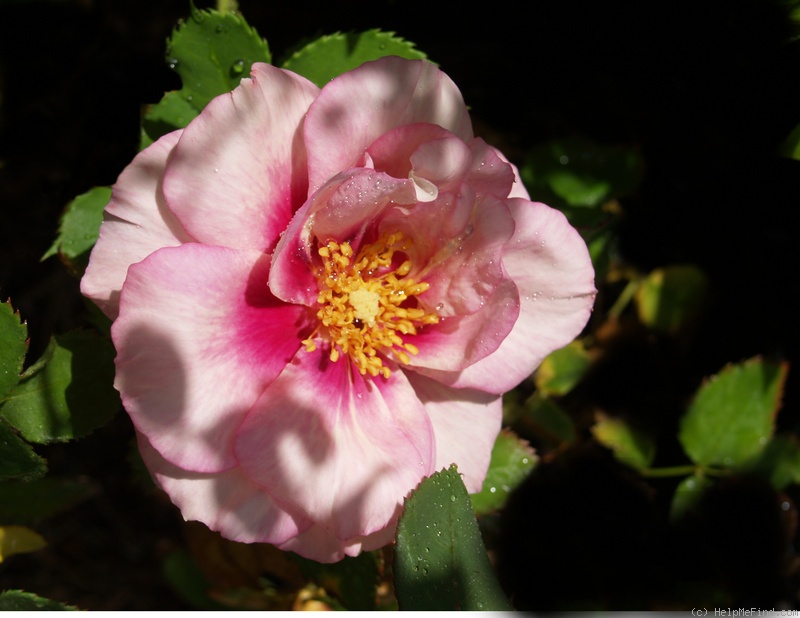 'Eyes for You ®' rose photo