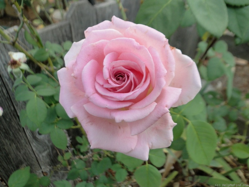 'Louise Estes' rose photo