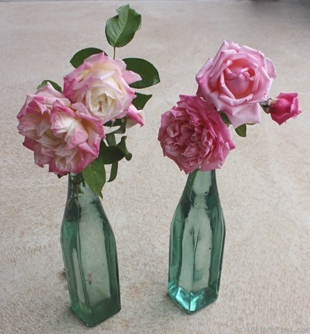 'Maman Cochet blanche' rose photo