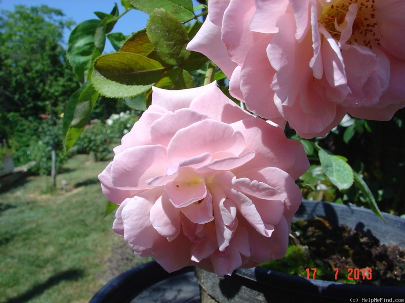 'New Zealand (Hybrid Tea. McGredy, 1988)' rose photo