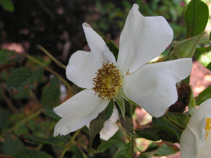 'White Surprise' rose photo
