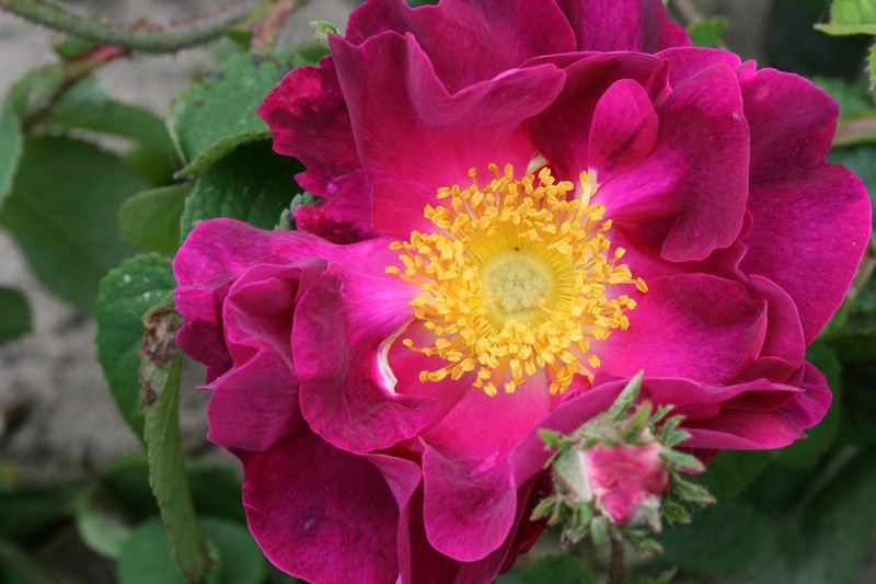 'Belle Sultane' rose photo