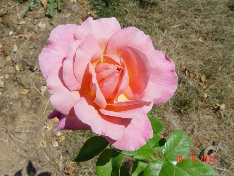 'Chicago Peace' rose, click to enlarge 'Chicago Peace' rose photo