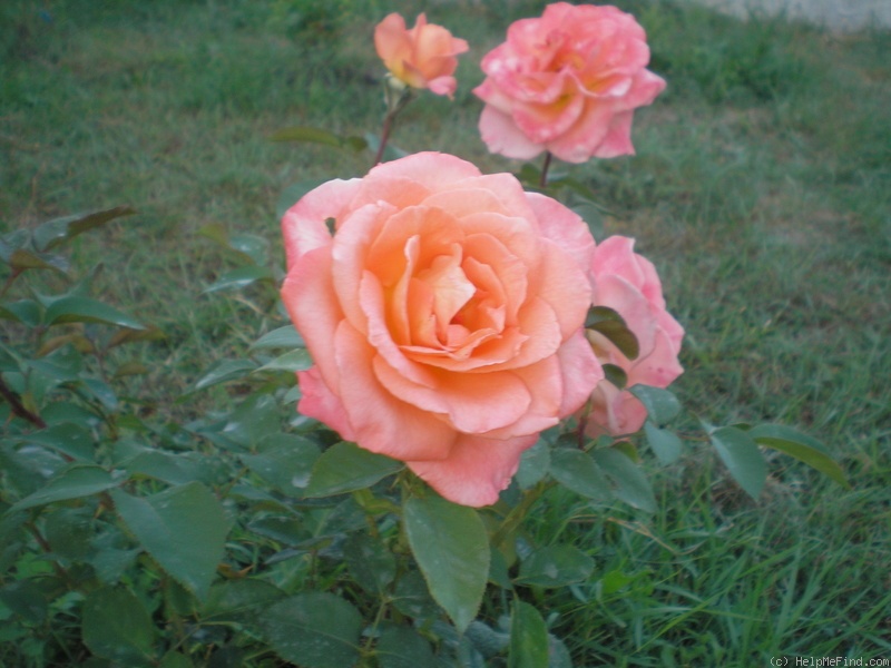 'Beauté (hybrid tea, Mallerin, 1953)' rose photo