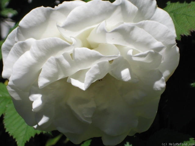 'Crystalline ™ (hybrid tea, Carruth 1987)' rose photo