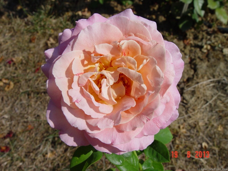 'Chicago Peace' rose, click to enlarge 'Chicago Peace' rose photo