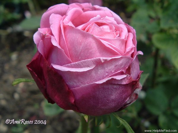 'Belle Ivryenne' rose photo