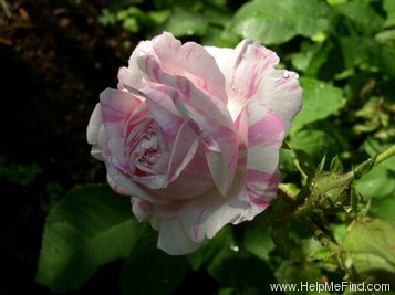 'Centifolia Variegata' rose photo