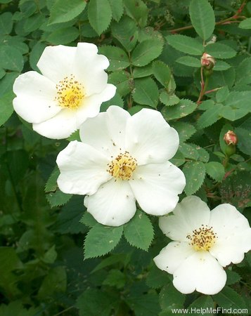 'Frühlingsanfang' rose photo