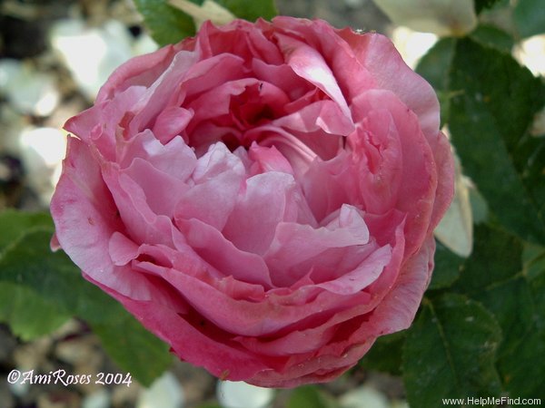 'Madame Eugène Verdier (hybrid perpetual, Verdier, 1878)' rose photo