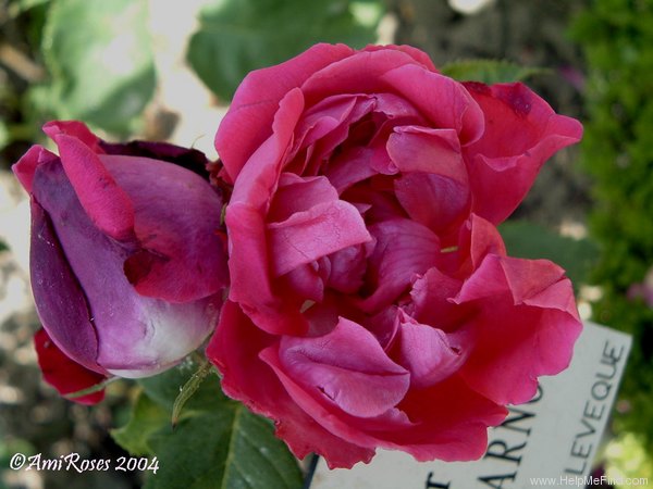 'Souvenir de Madame Sadi Carnot' rose photo