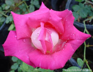 'Bobby Charlton' rose photo