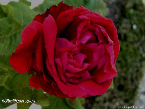 'Souvenir de Spa' rose photo