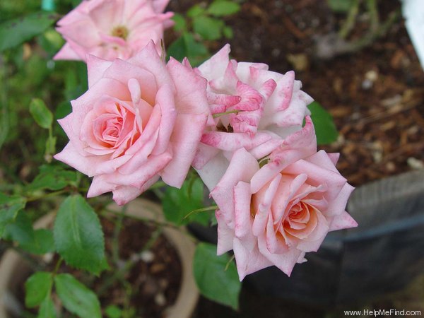 'Minnie Pearl ™' rose photo