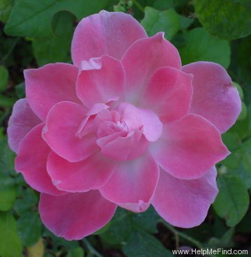 'Pink Cardinal Hume' rose photo
