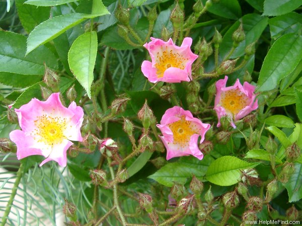 '<i>Rosa multiflora</i> var. <i>adenochaeta</i> Ohwi' rose photo