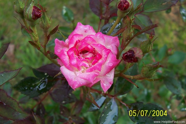 'Magic Carrousel' rose photo