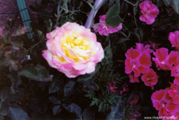 'Bella'roma' rose photo