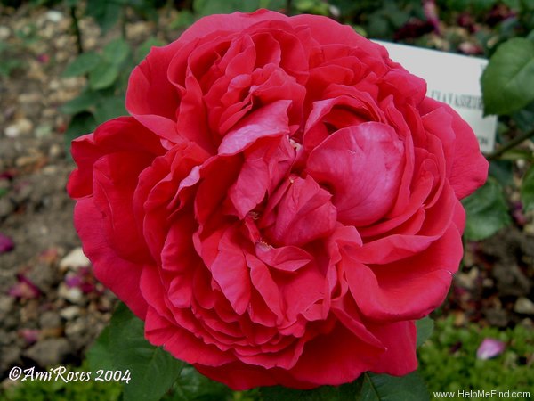 'Madame Ernest Levavasseur' rose photo