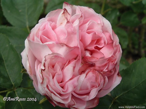 'Thyra Hammerich' rose photo